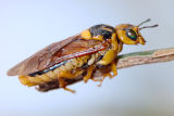 Sawfly (Xyloperga perkinsi)