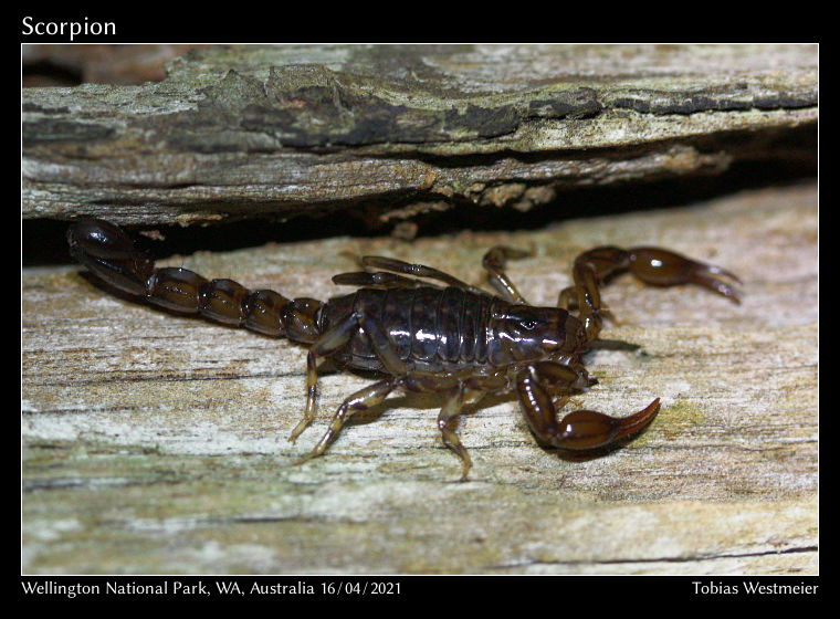 Wood Scorpion (Cercophonius sp.)