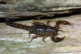 Wood Scorpion (Cercophonius sp.)