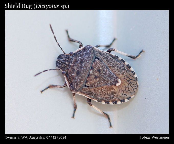 Shield Bug (Dictyotus sp.)