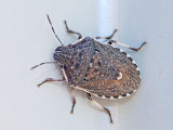 Shield Bug (Dictyotus sp.)