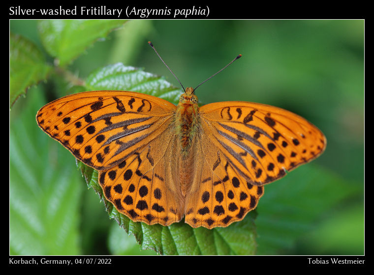 Silver-washed Fritillary (Argynnis paphia)