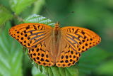 Silver-washed Fritillary (Argynnis paphia)