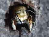 Solitary Bee