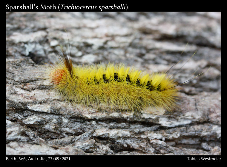 Sparshall’s Moth (Trichiocercus sparshalli)