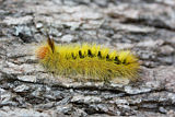 Sparshall’s Moth (Trichiocercus sparshalli)