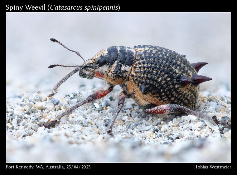 Spiny Weevil (Catasarcus spinipennis)