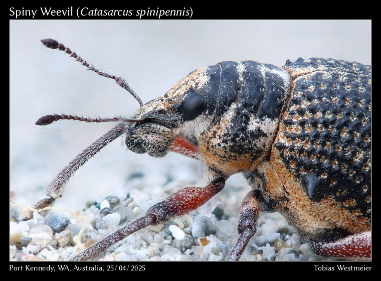 Spiny Weevil (Catasarcus spinipennis)