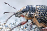 Spiny Weevil (Catasarcus spinipennis)