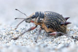 Spiny Weevil (Catasarcus spinipennis)