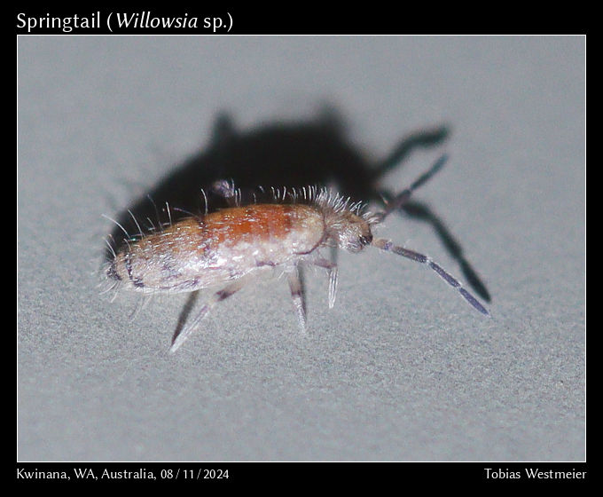 Slender Springtail (Willowsia sp.)