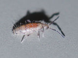 Slender Springtail (Willowsia sp.)
