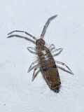 Slender Springtail (Willowsia sp.)