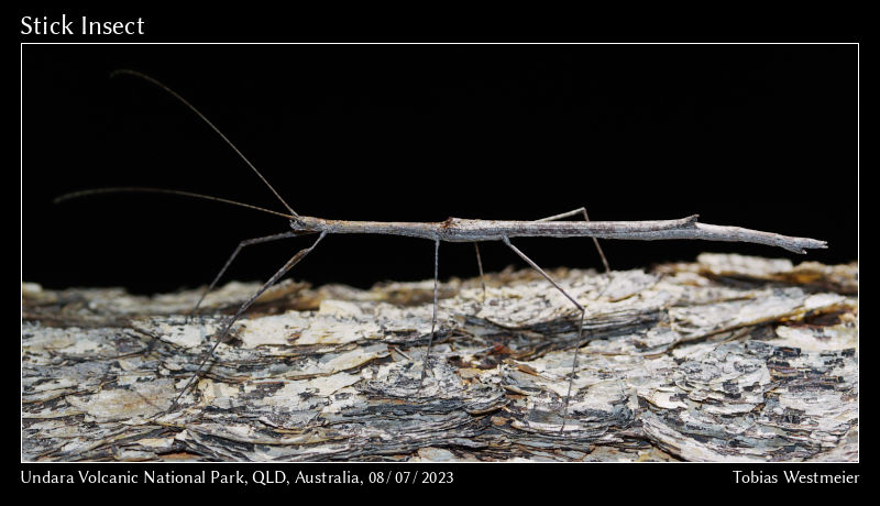 Unidentified Stick Insect (Scionecra sp.)