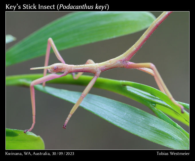 Key’s Stick Insect (Podacanthus keyi)