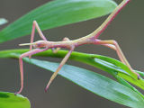 Key’s Stick Insect (Podacanthus keyi)