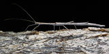 Unidentified Stick Insect (Scionecra sp.)