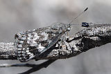Sun Moth (Synemon sp.)