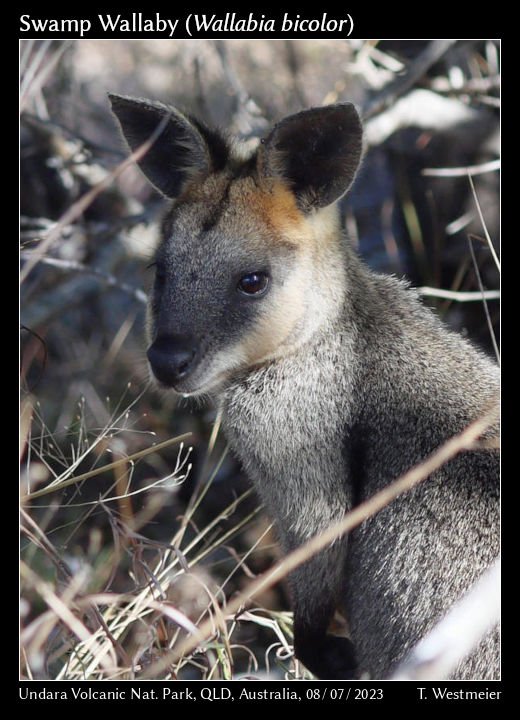 Swamp Wallaby (Wallabia bicolor)