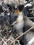 Swamp Wallaby (Wallabia bicolor)