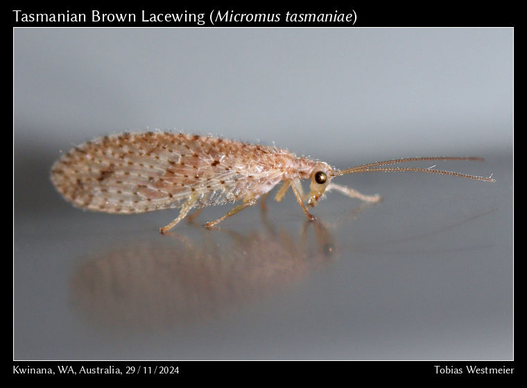 Tasmanian Brown Lacewing (Micromus tasmaniae)