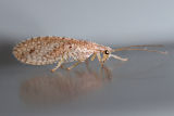 Tasmanian Brown Lacewing (Micromus tasmaniae)