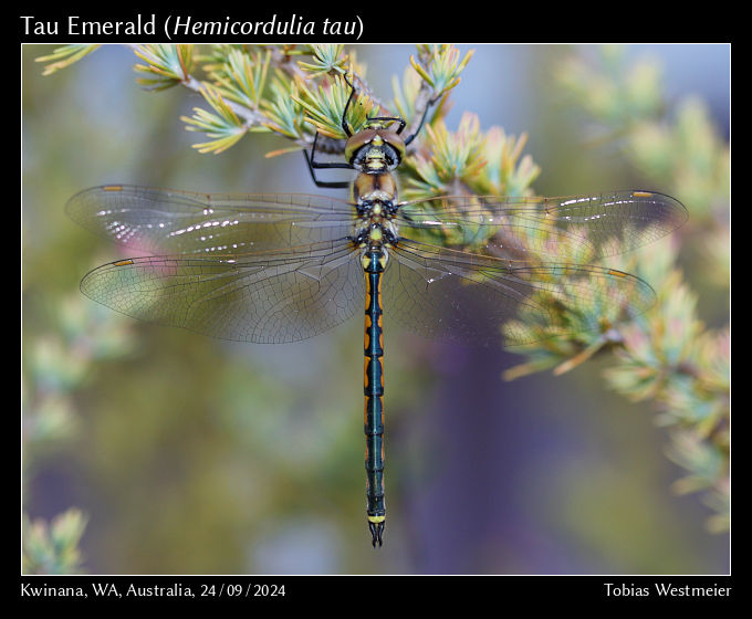 Tau Emerald (Hemicordulia tau)