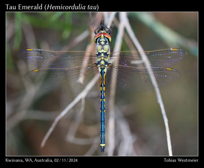 Tau Emerald (Hemicordulia tau)