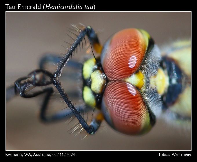 Tau Emerald (Hemicordulia tau)