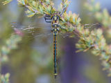 Tau Emerald (Hemicordulia tau)