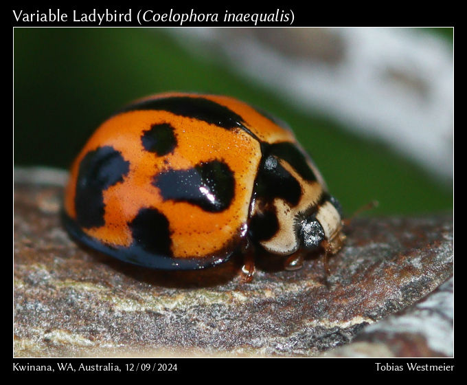 Variable Ladybird (Coelophora inaequalis)