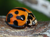 Variable Ladybird (Coelophora inaequalis)