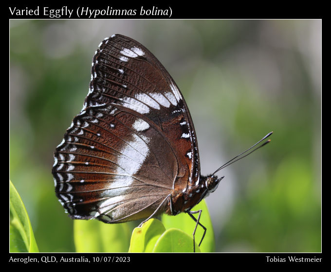 Varied Eggfly (Hypolimnas bolina)