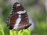 Varied Eggfly (Hypolimnas bolina)