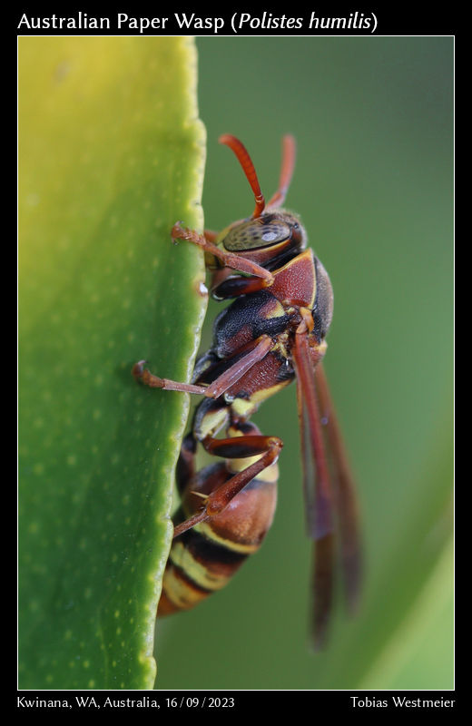 Australian Paper Wasp (Polistes humilis)