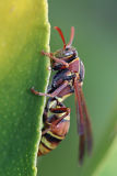 Australian Paper Wasp (Polistes humilis)