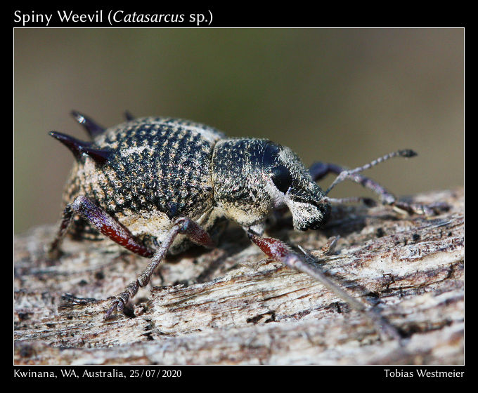 Spiny Weevil (Catasarcus spinipennis)