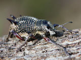 Spiny Weevil (Catasarcus spinipennis)