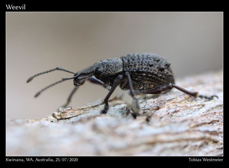 Weevil