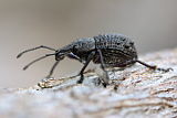 Weevil