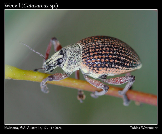 Weevil (Catasarcus sp.)