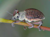 Weevil (Catasarcus sp.)