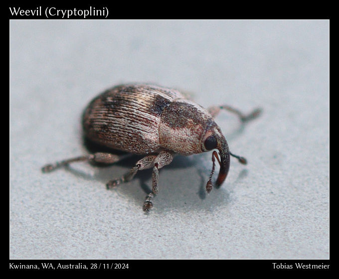 Weevil (Cryptoplini)