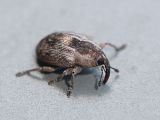 Weevil (Cryptoplini)
