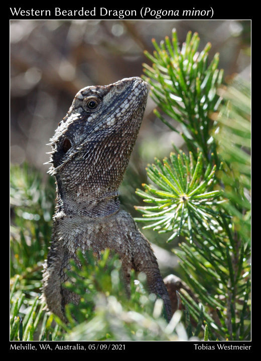 Western Bearded Dragon (Pogona minor)