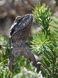 Western Bearded Dragon (Pogona minor)
