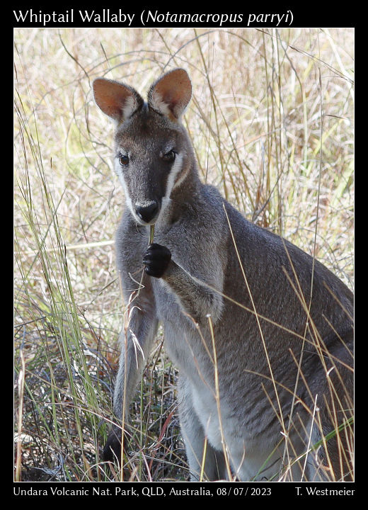 Whiptail Wallaby (Notamacropus parryi)