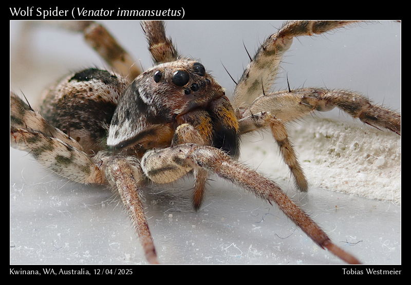 Wolf Spider (Venator immansuetus)