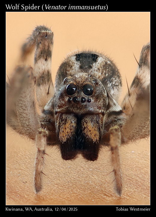 Wolf Spider (Venator immansuetus)