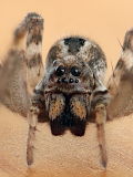 Wolf Spider (Venator immansuetus)